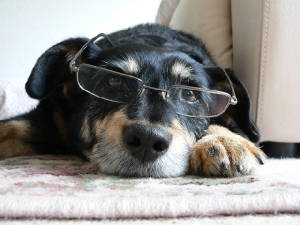 dogwithglasses.jpg