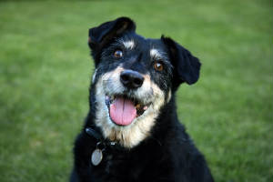 happymutt.jpg