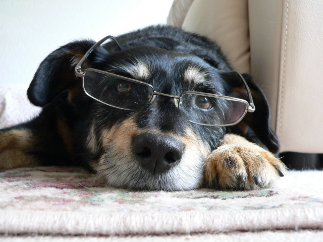 dogwithglasses.jpg